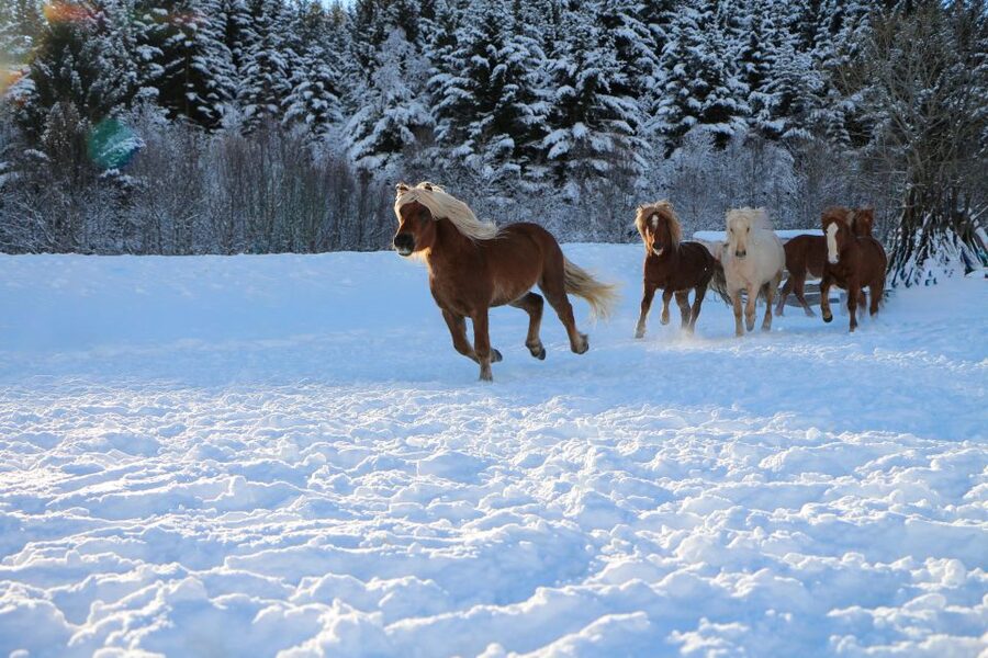 Tromsø: Lyngen Horse Stud Farm Visit - Who will enjoy this farm visit?