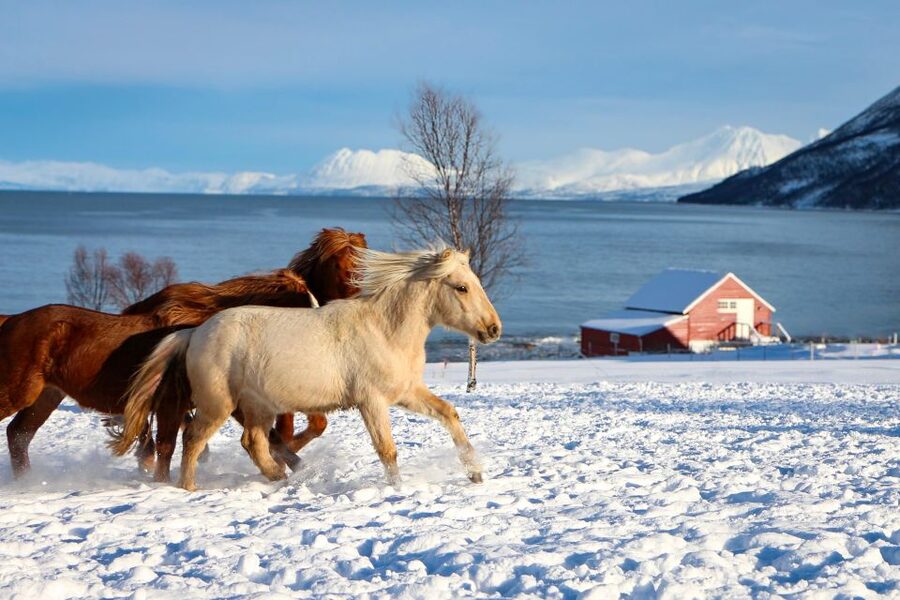 Tromsø: Lyngen Horse Stud Farm Visit - What the two-hour visit includes