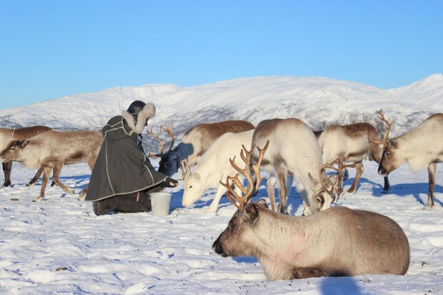 Tromsø: Reindeer Camp and Sami Cultural Tour with Lunch - Key points to know before you book