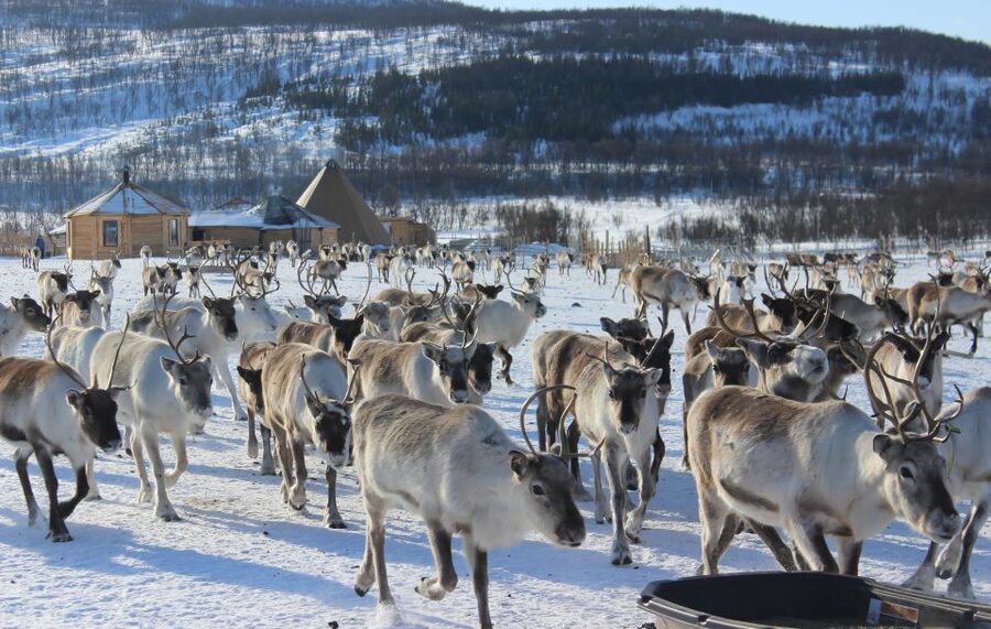 Tromsø: Reindeer Camp and Sami Cultural Tour with Lunch - Warming up inside the lavvu