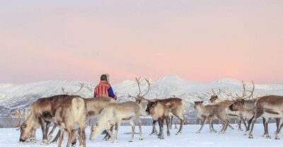 Reindeer Camp and Sami Cultural Tour with Lunch