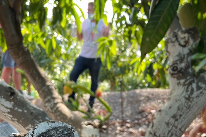 Tropical Tour: Avocado & Mango Farm - Small group and tasting - Why this farm trip reveals another side of Málaga