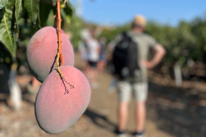 Tropical Tour: Avocado & Mango Farm - Small group and tasting - A seasonal brunch beside the Mediterranean