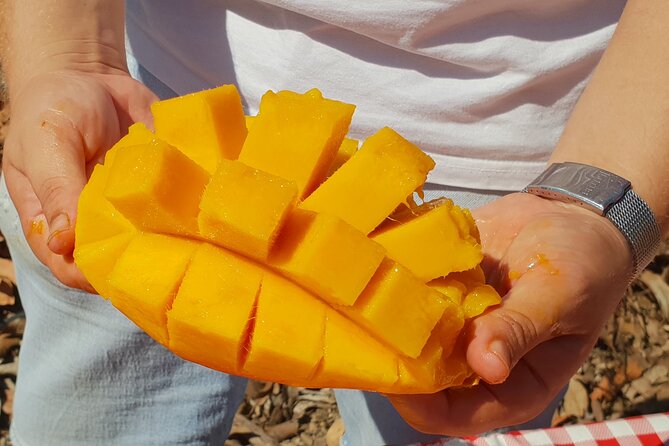 Tropical Tour: Avocado & Mango Farm - Small group and tasting - Why the eight-person limit matters