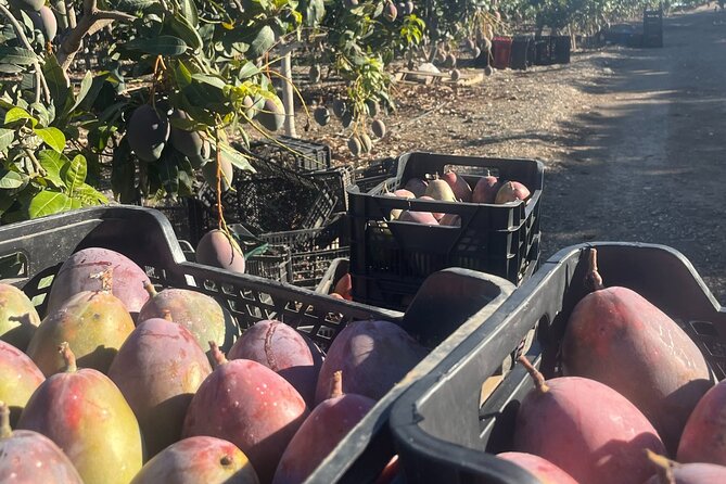 Tropical Tour: Avocado & Mango Farm - Small group and tasting - Who will get the most from this experience