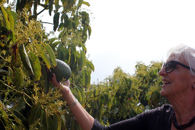 Tropical Tour: Avocado & Mango Farm - Small group and tasting - Practical planning for the day
