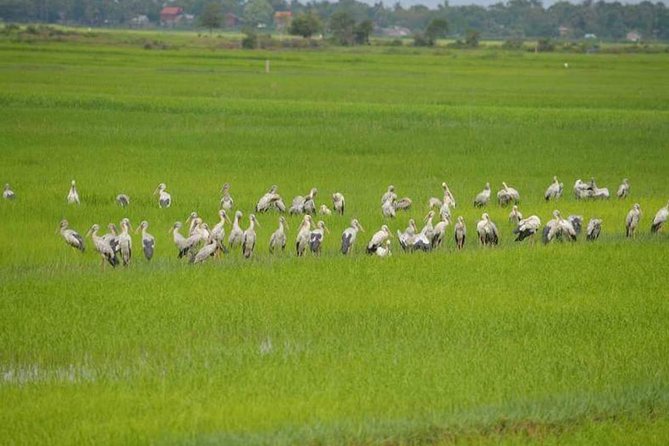Tuk Tuk Journey: Exploring Rural Life and Silk Farm Craftsmanship - What the Angkor Silk Farm adds