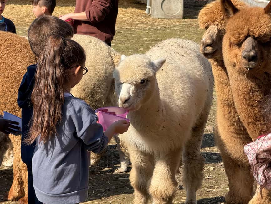 Turin: Meet the Monviso Alpacas at the Educational Farm with a Guide - What happens in the 15-minute introduction