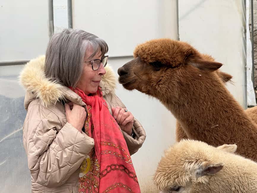 Turin: Meet the Monviso Alpacas at the Educational Farm with a Guide - Feeding the alpacas with provided bowls