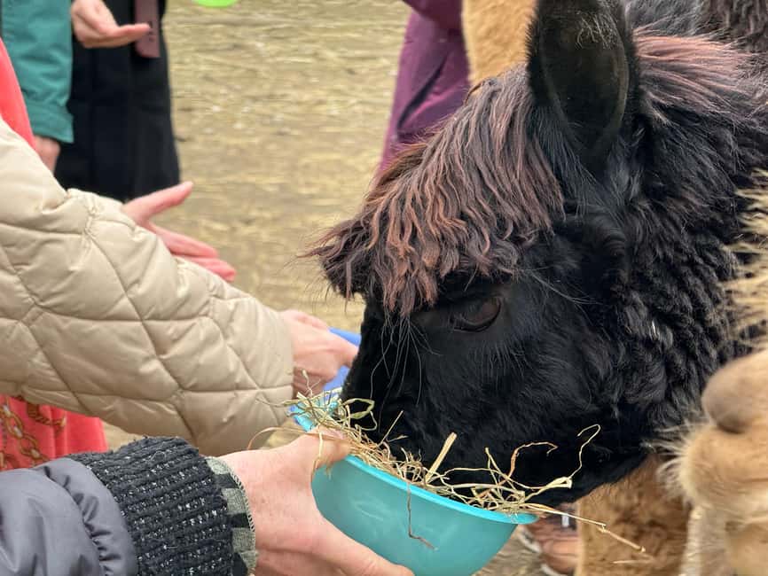Turin: Meet the Monviso Alpacas at the Educational Farm with a Guide - Getting to Cascina Cassotti Balbo