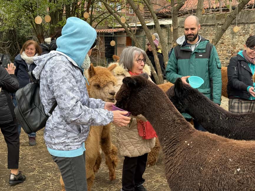 Turin: Meet the Monviso Alpacas at the Educational Farm with a Guide - A social farm project, not just an animal attraction