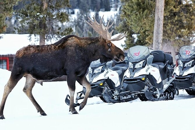 Turpin Meadow Ranch Snowmobiling in Jackson Hole - What This Snowmobile Day Is Really Like