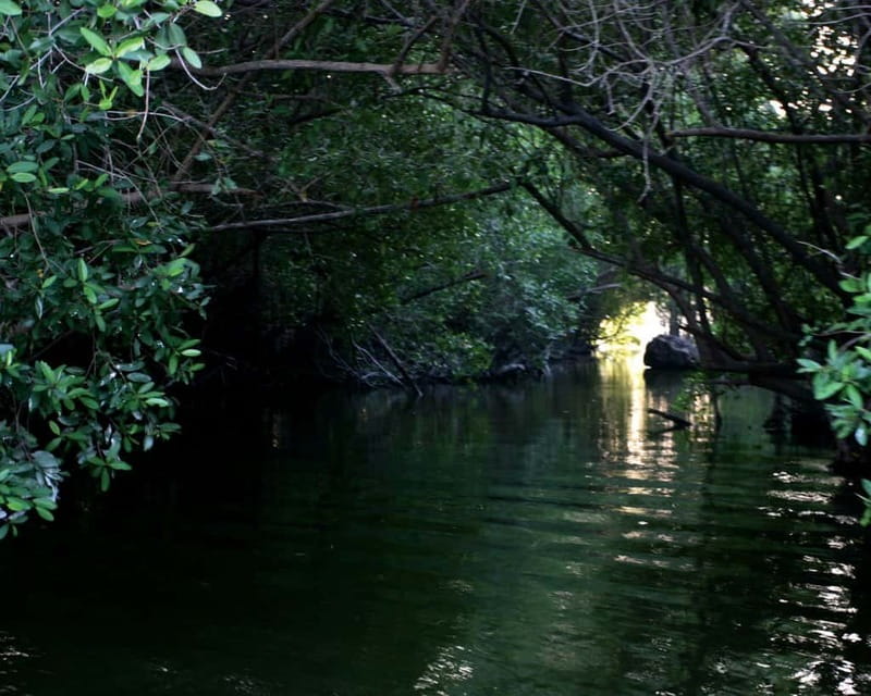 <em>Turtle Hatching + 3 Palos Lagoon Boat Ride & Crocs Farm – Key points to know before booking’ /></p>
<ul>
<li><strong>A real turtle release:</strong> You learn about the conservation camp before helping a hatchling reach the Pacific.</li>
<li><strong>A one-hour lagoon cruise:</strong> The boat passes mangroves, floating water plants, palms, and bird habitat.</li>
<li><strong>A crocodile farm stop:</strong> You may see young crocodiles and have closer viewing opportunities, making this a strong choice for families.</li>
<li><strong>Hotel pickup in Acapulco:</strong> Pickup and return are offered at Acapulco hotels and Airbnbs.</li>
<li><strong>Lunch choices vary:</strong> Private departures may include pescado a la talla, while group tours offer charcoal chicken or Mexican food.</li>
<li><strong>Flexible tour formats:</strong> You can choose a private or small-group outing, with guides available in English, Spanish, or French.</li>
</ul>
<h2>Leaving Acapulco for the Pacific coast</h2>
<p><img width="800" height="533" decoding="async" src=