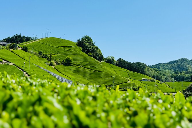 Uji and Wazuka Matcha Farm Half Day Private Guided Tour - Why this tour goes beyond Uji’s matcha shops