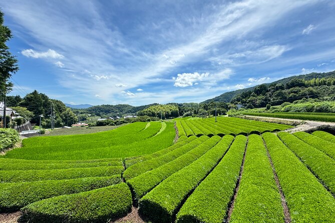 Uji and Wazuka Matcha Farm Half Day Private Guided Tour - Should you book the Uji and Wazuka tour?