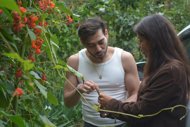 Urban Orchard in Desierto de los Leones in Mexico City - Key points to know before you book