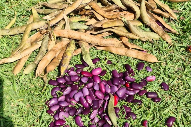 Urban Orchard in Desierto de los Leones in Mexico City - Foraging and making something to eat