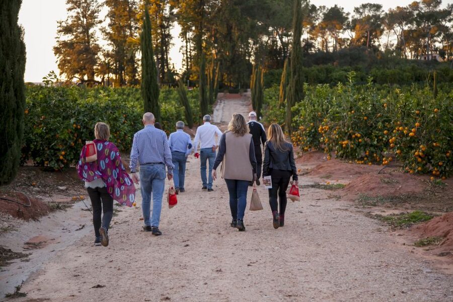 Valencia: Orange Farm and Orchard Trip with Tastings - Walking through oranges, mandarins, and unusual citrus