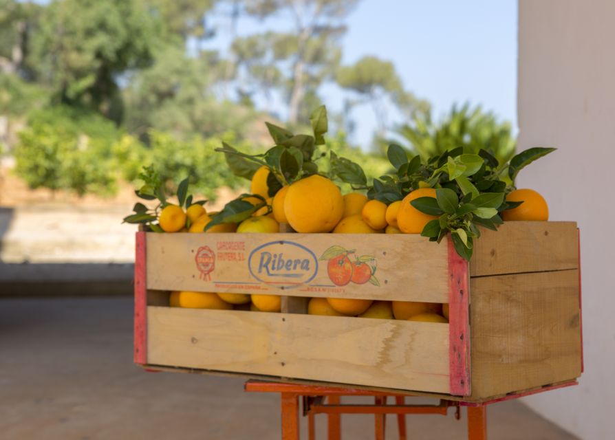 Valencia: Orange Farm and Orchard Trip with Tastings - Picking your own oranges in season