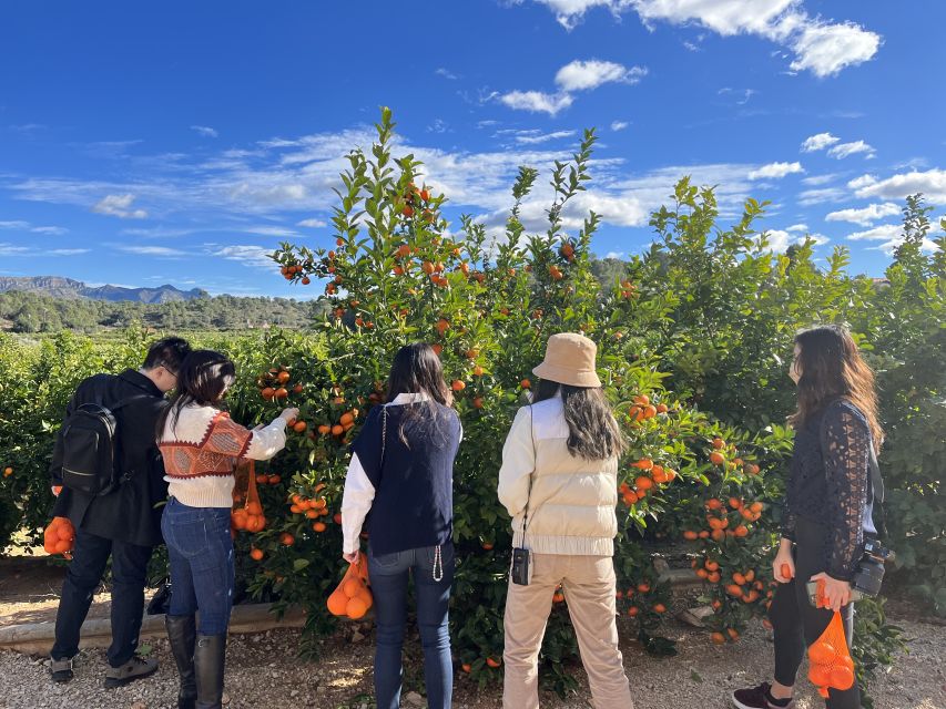 Valencia: Orange Farm and Orchard Trip with Tastings - Is the $35 price fair?