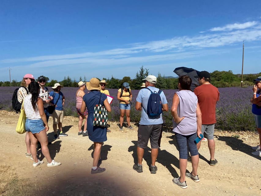 Valensole : Visit of a winery and lavender farm - Key points to know before you go
