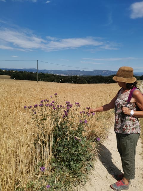Valensole : Visit of a winery and lavender farm - What to bring for a comfortable walk
