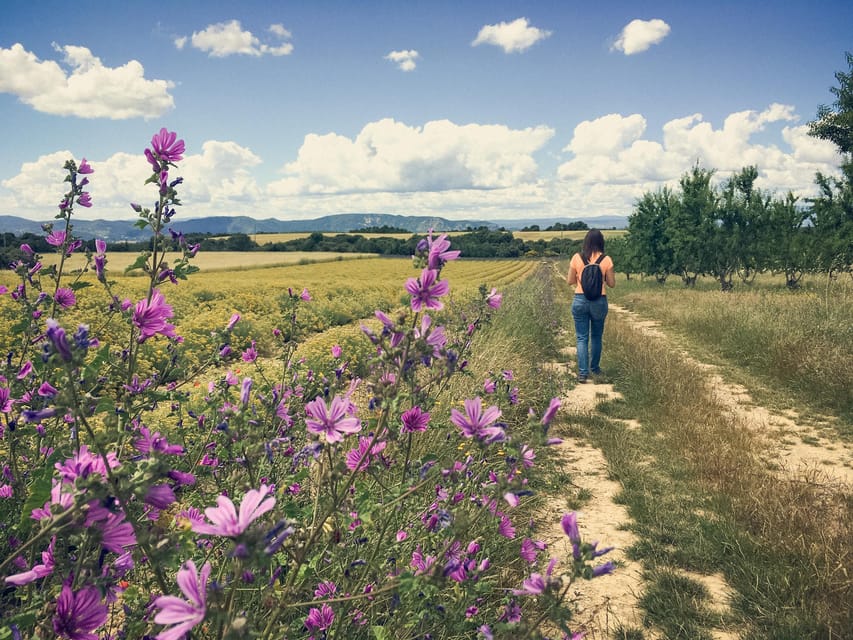 Valensole : Visit of a winery and lavender farm - Walking among lavender, olives, almonds, and vines
