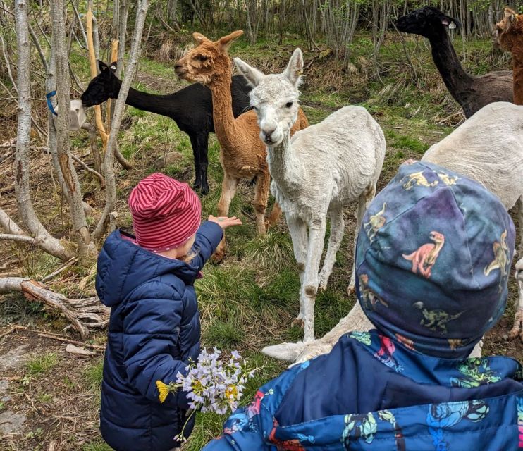 Vik i Sogn: Authentic Farm Visit - Key points at a glance