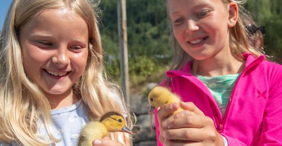 Vik i Sogn: Authentic Farm Visit - Why the 80-minute length works