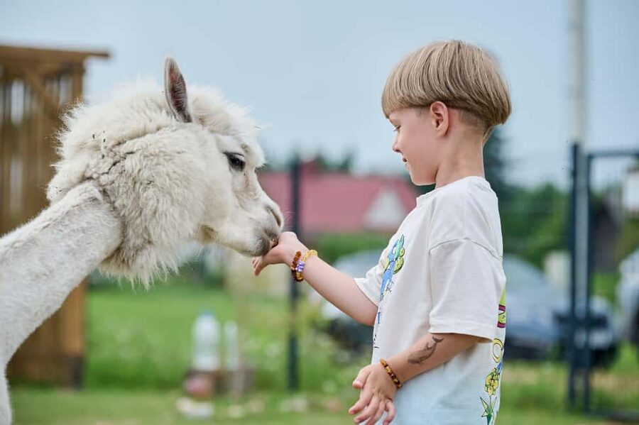 Vilnius-Trakai: Private Alpaca Farm Tour - Key points to know