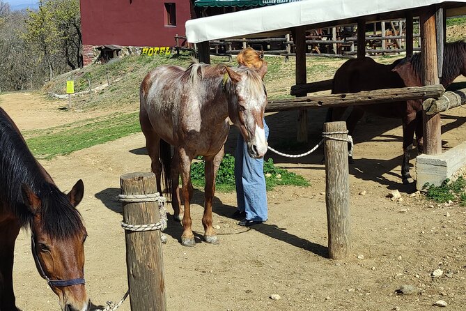 Visit a Farm and Horseback Riding in Nature - Why the farm visit works for families and solo visitors