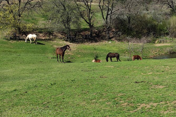 Visit a Farm and Horseback Riding in Nature - Cancellation, weather, and group size