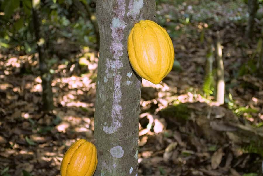 Visit Aburi Garden, Tetteh Quarshie Cocoa Farm & Waterfall - Key points to know before you book