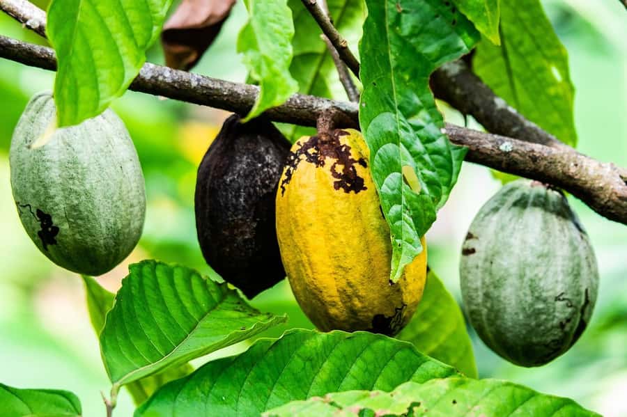 Visit Aburi Garden, Tetteh Quarshie Cocoa Farm & Waterfall - Understanding cocoa at Tetteh Quarshie Farm