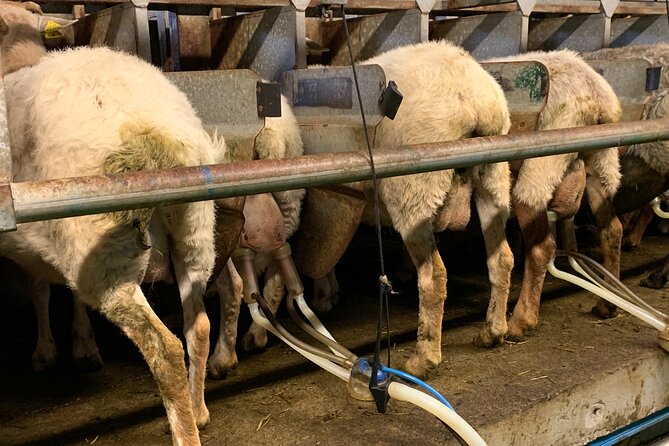 Visit San Sebastian and a Family Cheese Farm with Tasting (From Bilbao) - Leaving Bilbao in a luxury leather van