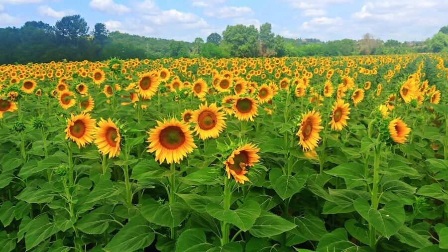 Visit Siena and San Gimignano with lunch at a family farm - Who will get the most from this tour?