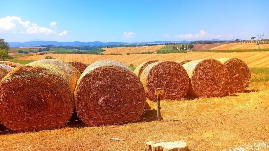 Visit Siena and San Gimignano with lunch at a family farm - Siena in 90 minutes: focus on Piazza del Campo
