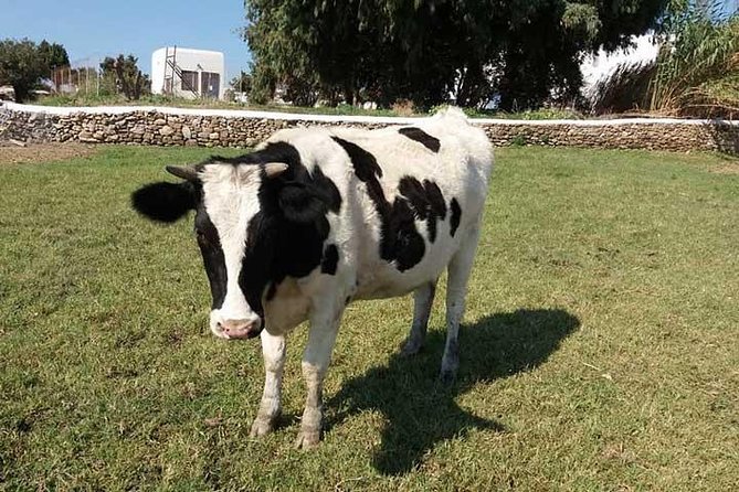 Visit the Mykonian Farm in Mykonos - The farmer’s snack: simple food, strong local character