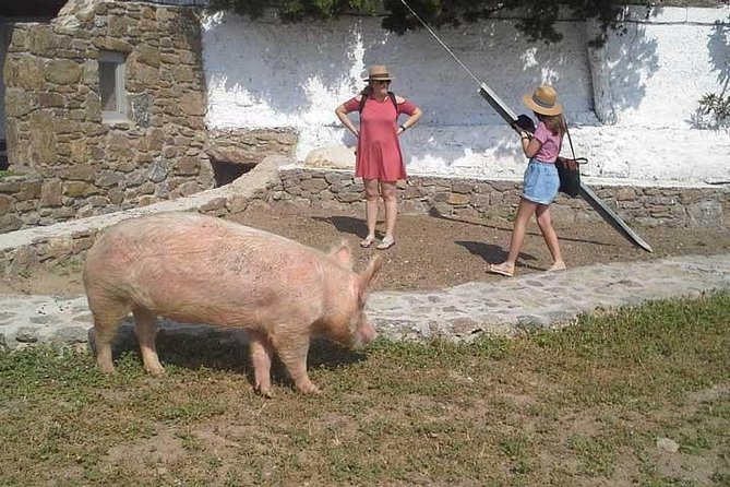 Visit the Mykonian Farm in Mykonos - Pickup details that can make or break the afternoon