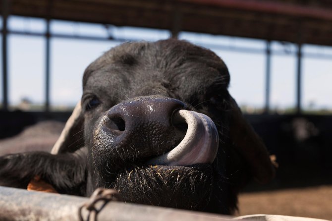Visit to the Bufale and Dairy farm with cheese tasting - Behind the glass at the dairy