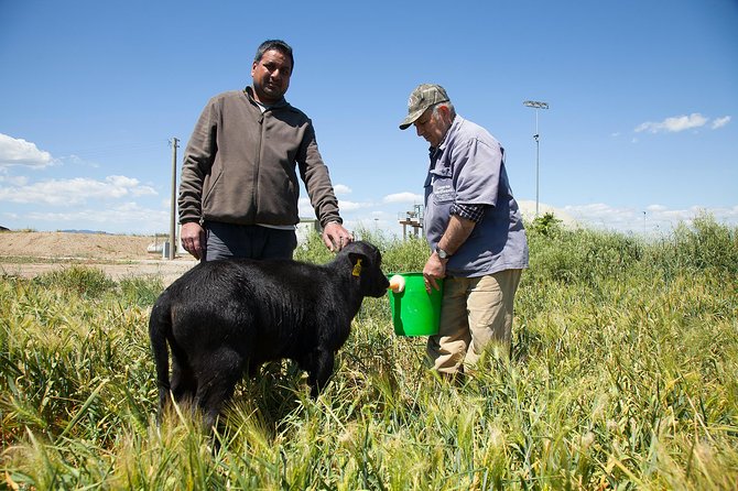 Visit to the Bufale and Dairy farm with cheese tasting - Is $78.19 good value?