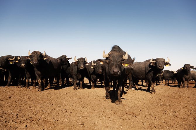 Visit to the Bufale and Dairy farm with cheese tasting - Meeting the buffalo and seeing the enclosures