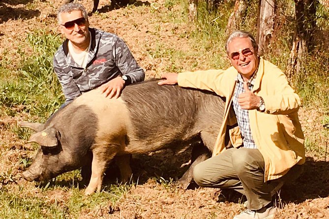 Visit to the Cinta Senese farm in Montepulciano - Meeting the Cinta Senese pigs near Montepulciano