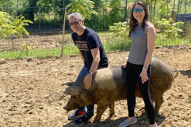 Visit to the Cinta Senese farm in Montepulciano - Timing, access, and practical planning