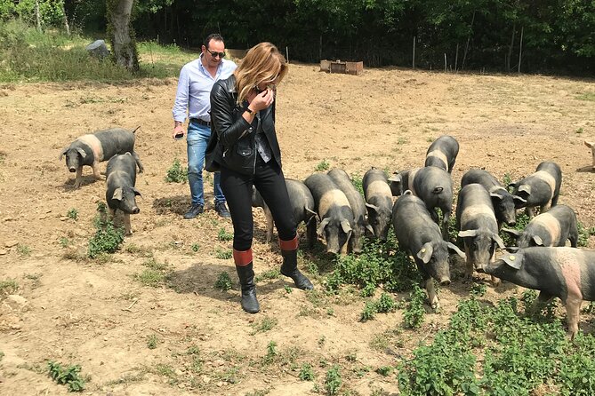 Visit to the Cinta Senese farm in Montepulciano - Should you book the Fattoria Madonna della Querce visit?