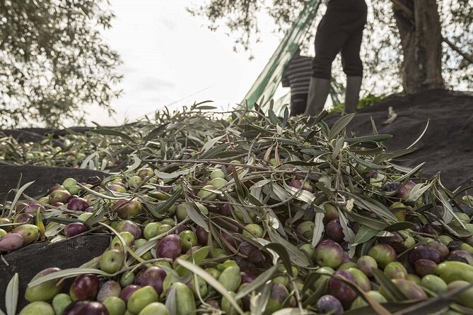 Visit to the olive grove, oil tasting and lunch at the farm - Olive picking adds a hands-on touch