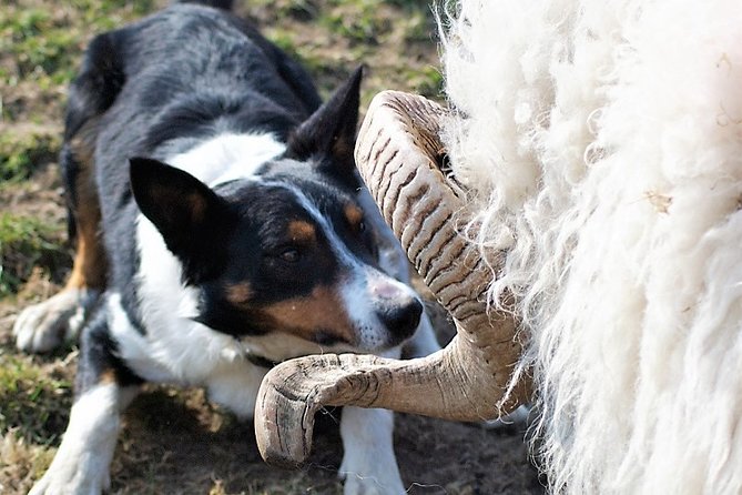 Visit traditional working sheep farm with sheepdog demo. Galway. - A real working farm above Killary Fjord