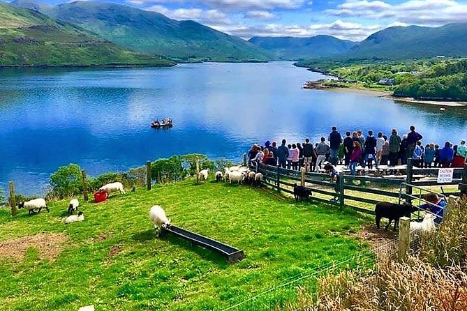 Visit traditional working sheep farm with sheepdog demo. Galway. - Lamb feeding adds a warm, hands-on moment