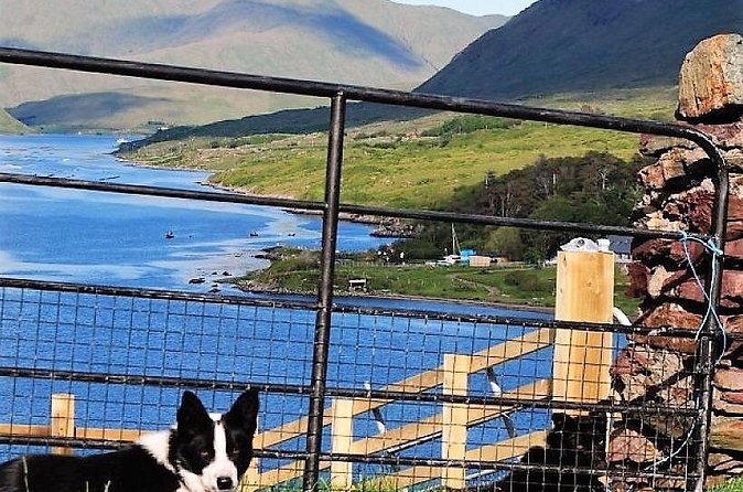 Visit traditional working sheep farm with sheepdog demo. Galway. - Summer brings traditional hand shearing