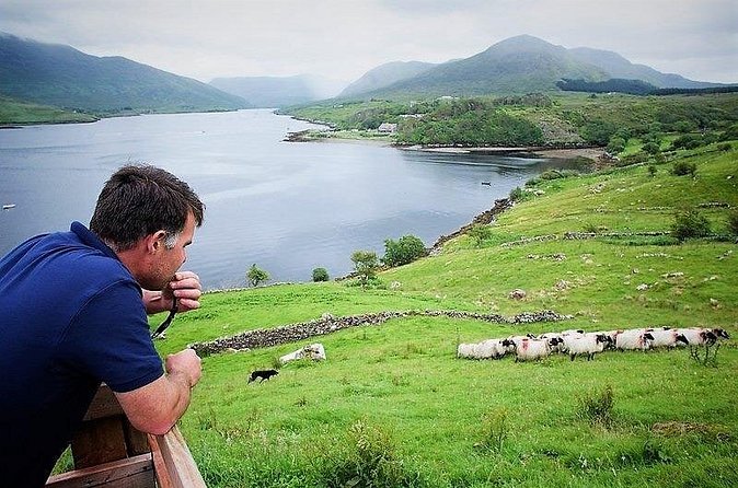 Visit traditional working sheep farm with sheepdog demo. Galway. - How the timing works for a day in County Galway